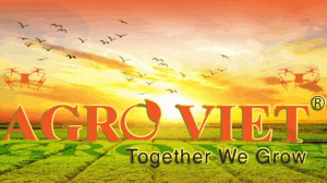 Thuốc trừ bệnh AMISTAR TOP 325sc