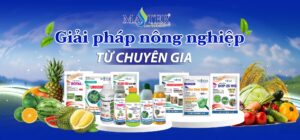Chất hỗ trợ